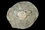 Fossil Crab (Longusorbis) Nodule Half - Canada #145362-1